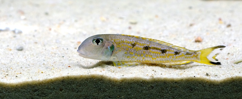 Xenotilapia singularis 'Kerenge Island'